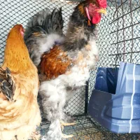 برهما وارداتی|حیوانات مزرعه|ایلام, |دیوار