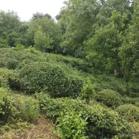 فروش زمین کشاورزی (باغ چای )