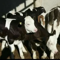 فروش گوساله simental