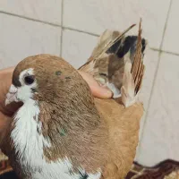 کبوتر رنگی پرستوی