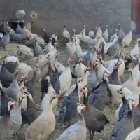 جوجه بو|حیوانات مزرعه|رباط‌کریم, رباط‌کریم|دیوار