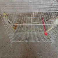 عروس هلندی|پرنده|تربت‌حیدریه, یحیی آباد|دیوار