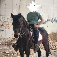 اسب
