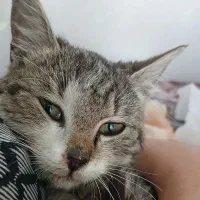 واگزاری واگذاری گربه ماده دوماهه بغلی رایگان