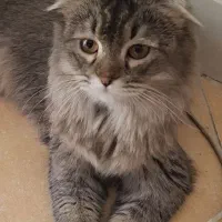 پرشین زیبا و باهوش