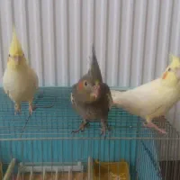 فروش سه عدد عروس نیمه دستی