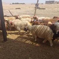 بره کاور