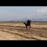 مادیون کرد ...باکره دوماهه|اسب و تجهیزات اسبسواری|بوئین زهرا, |دیوار