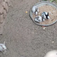 خرگوش|موش و خرگوش|سده (خراسان جنوبی), |دیوار