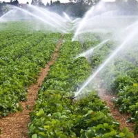 کارگر آبیار سوچو