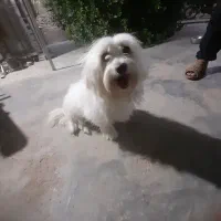 سگ بوجی پاکوتاه