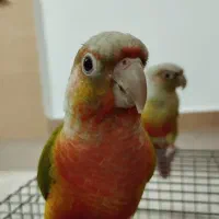 دو عدد گرینچیک