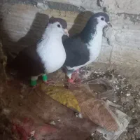 کبوتر ساده دم سفید سینه سار