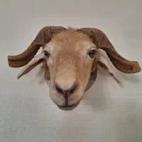 سر قوچ پلاستیکی و مصنوعی