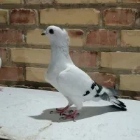 دورگ و رنگی|پرنده|شوشتر, |دیوار