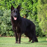 ژرمن بلک موکلاسیک