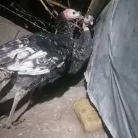 فروش بوقلمون نر محلی|حیوانات مزرعه|کرمان, |دیوار