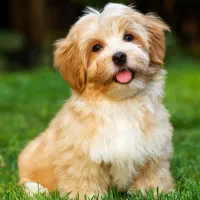 سگ شینزو از نژاد اصلی