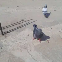 کبو تر
