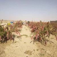 باغ زرشک