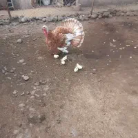 بوقلمون با ۵ عدد جوجه بوقلمون