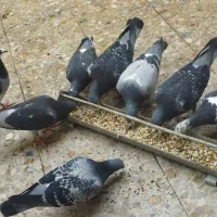 تعدادی پلاکی ذات دار