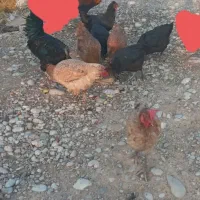 ۷ عدد  مرغ  تخم  گذار   ۲ عدد خروس