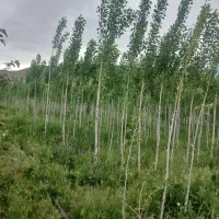خریدار چوب هیزمی نوپان وصنعتی