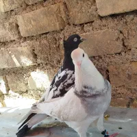 کبوتر کفتر|پرنده|شیراز, حجت آباد|دیوار