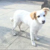 فروش فوری سگ پامر