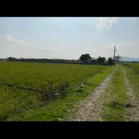 فروش شالیزار