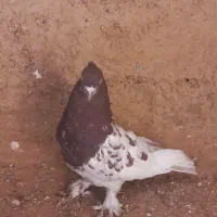 کبوتر کله ای|پرنده|شیراز, فرودگاه شهید دستغیب شیراز|دیوار