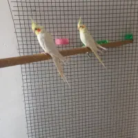 لوتینو ، فنچ کینگ‌انگلیسی همه مولد سایز درشت