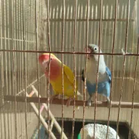 طوطی برزیلی|پرنده|اصفهان, سرتاوه|دیوار