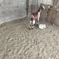 دو عدد بز پاکستانی|حیوانات مزرعه|آق قلا, |دیوار