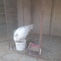 طاووس  سفید ماده