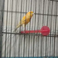 قناری نر و ماده سوپر جفت خورده