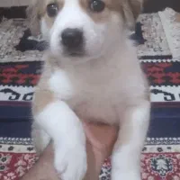 واگذاری رایگان سگ محلی نر