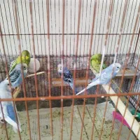 جوجه چهار ماهه