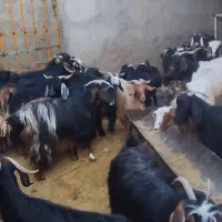 25 عدد بزجوان آبستن داشتی|حیوانات مزرعه|سیوان, |دیوار