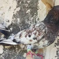 کله هفت‌ رنگ شکلاتی