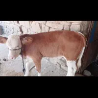 سیمیتال اصل درجه یک|حیوانات مزرعه|مسجد سلیمان, |دیوار