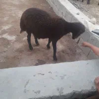 گوسفند نرگوشتی سنگین بزرگ شده در باغ