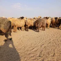 گوسفند داشتی|حیوانات مزرعه|آباده, |دیوار