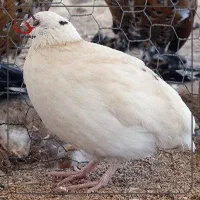 بلدرچین و تخم بلدرچین|حیوانات مزرعه|قم, آزادگان|دیوار