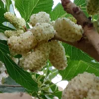 باغ|خدمات باغبانی و درختکاری|زابل, |دیوار