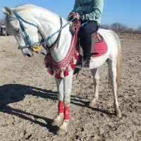 اسب کرد سر دم گیر