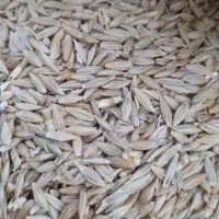 جو فروشی