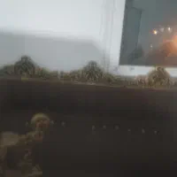 یک دست مبل ۷ نفره دو میلیون تومان ب علت کمبود جا|مبلمان خانگی و میز عسلی|گلبهار, شهر جدید گلبهار|دیوار