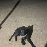 واگذاری سگ|سگ|مشهد, احمدآباد|دیوار